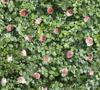 Casalgrande LIMPHA KONTINUA Fliese 120x240 | Coral Rose