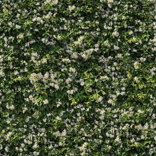 Casalgrande LIMPHA KONTINUA Fliese 120x240 | Gelsomino A