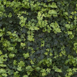 Casalgrande LIMPHA KONTINUA Fliese 120x240 | Helix A
